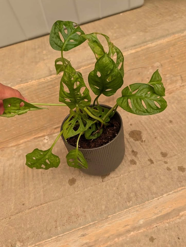 Monstera Adansonii Swiss Cheese Plant - photo 3