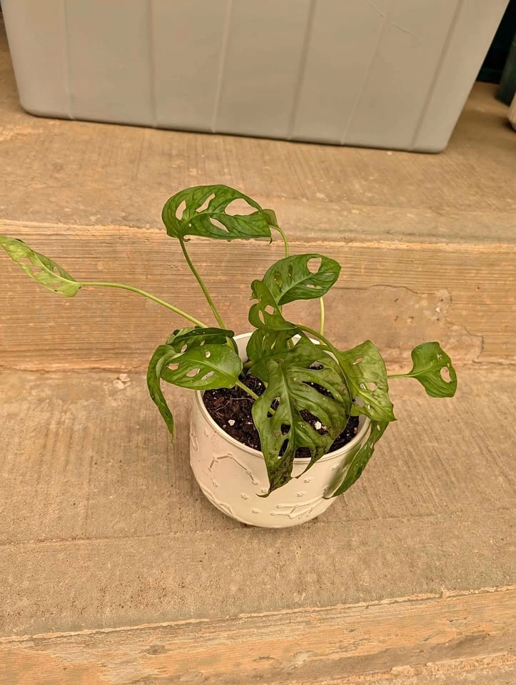 Monstera Adansonii in Decorative White Pot