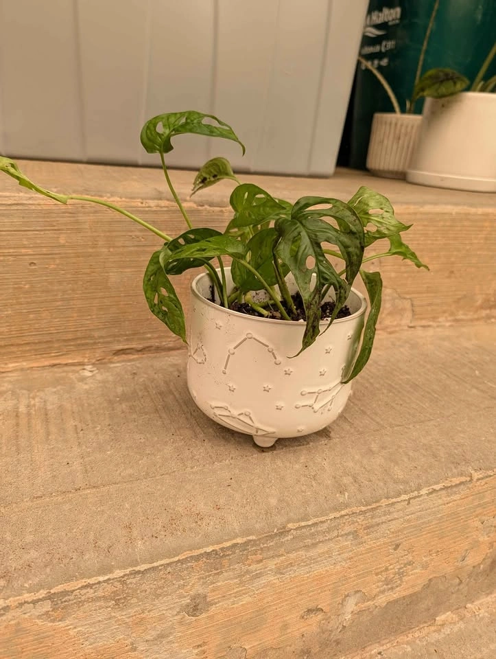 Monstera Adansonii in Decorative White Pot - photo 2