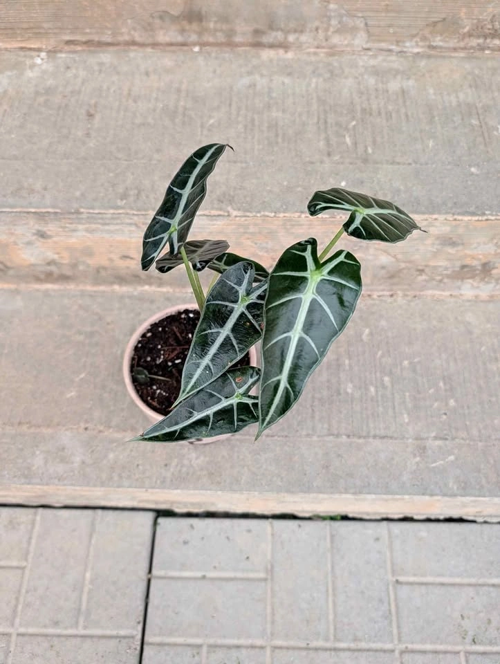 Alocasia Polly Potted Plant