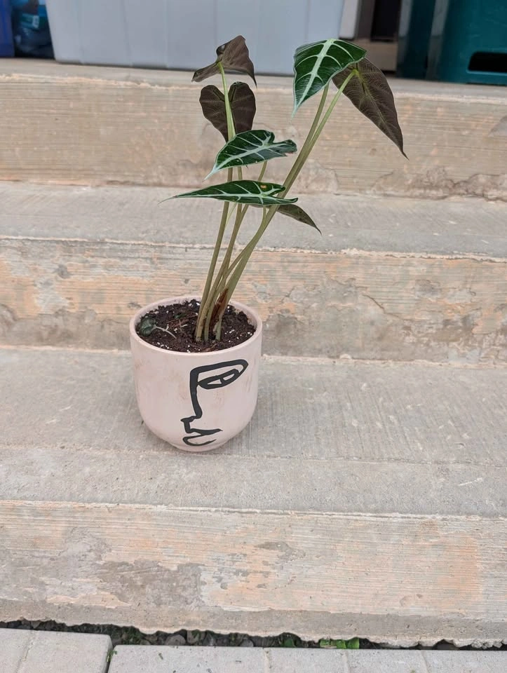 Alocasia Polly Potted Plant - photo 2