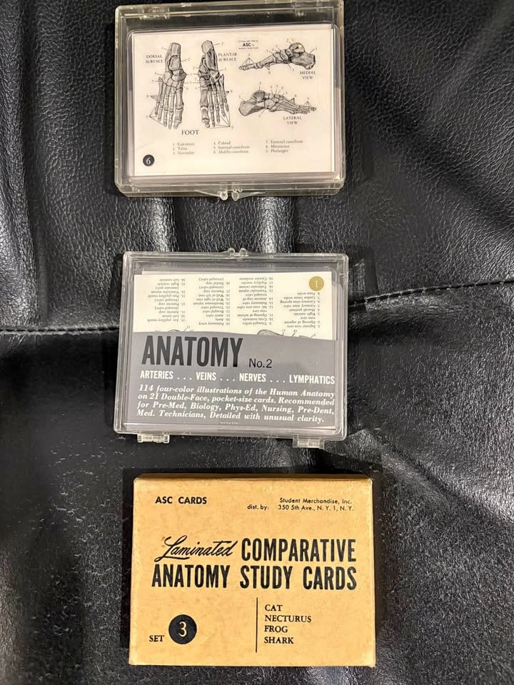 Classic anatomy cards