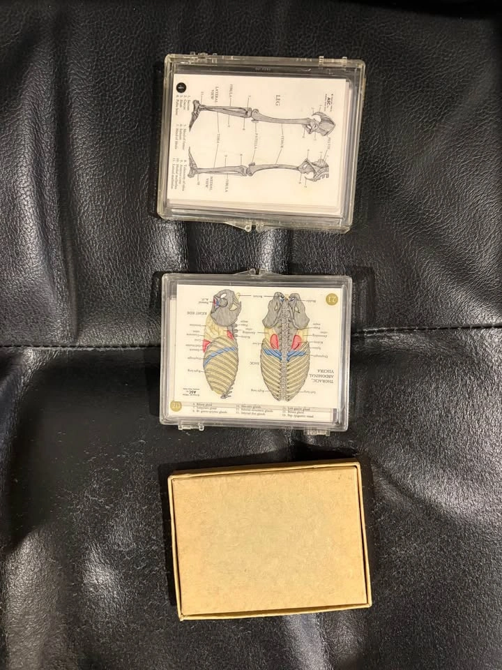Classic anatomy cards - photo 2