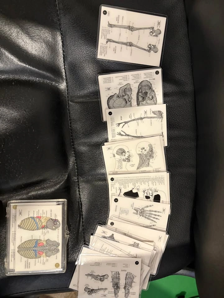 Classic anatomy cards - photo 3