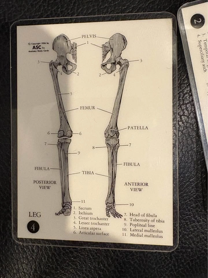 Classic anatomy cards - photo 4