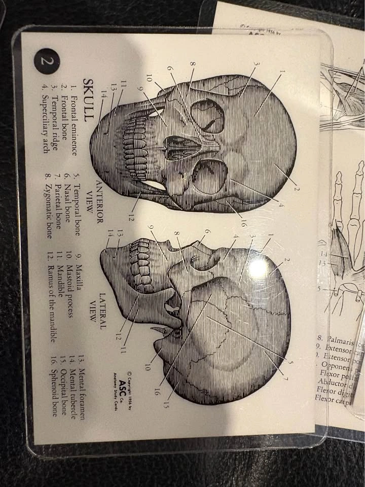 Classic anatomy cards - photo 5