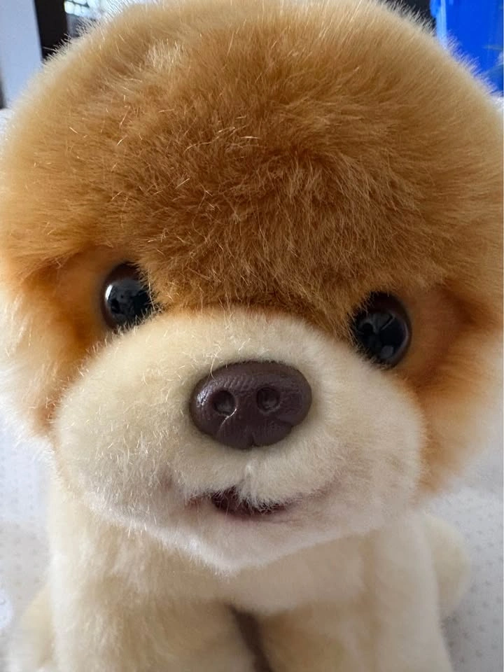 Gund 'Boo' World's Cutest Dog Plush Stuffed Animal - photo 2