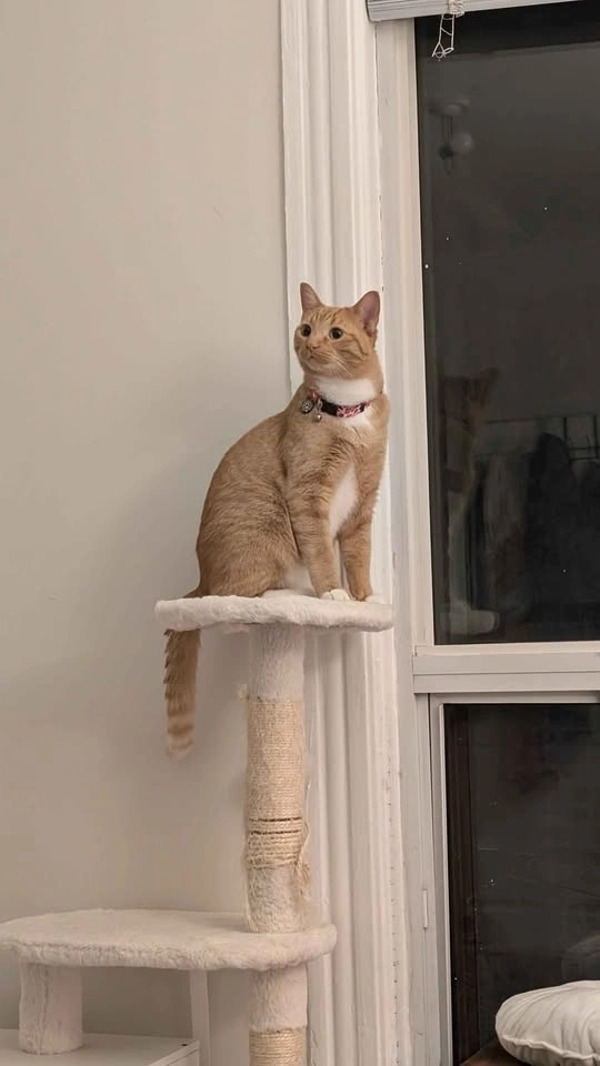 Cat Litter Tree - photo 3