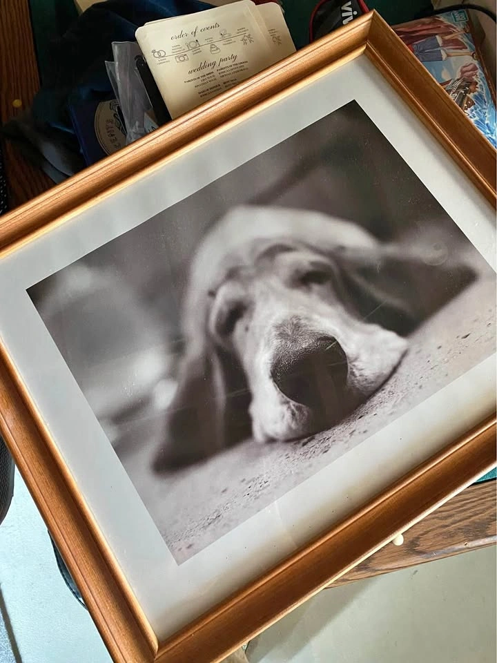 Framed Dog Picture