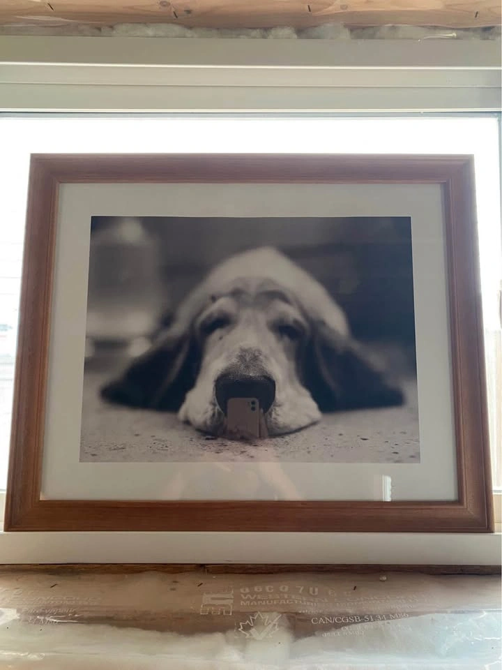 Framed Dog Picture - photo 2