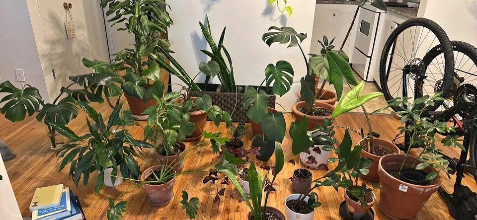 All Plants