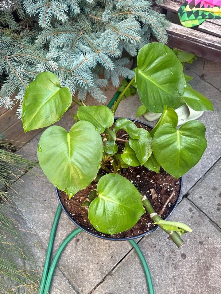Monstera Deliciosa Potted Plants and More!