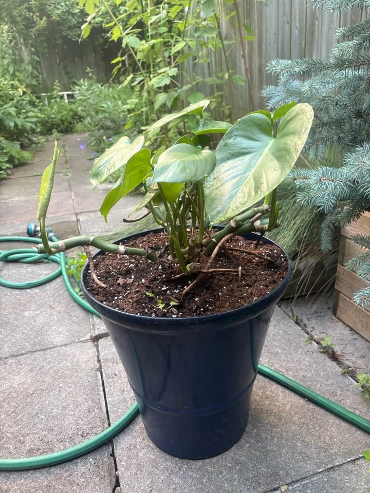 Monstera Deliciosa Potted Plants and More! - photo 2