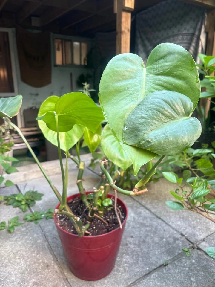 Monstera Deliciosa Potted Plants and More! - photo 3