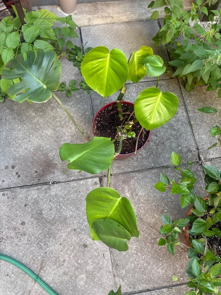Monstera Deliciosa Potted Plants and More! - photo 4