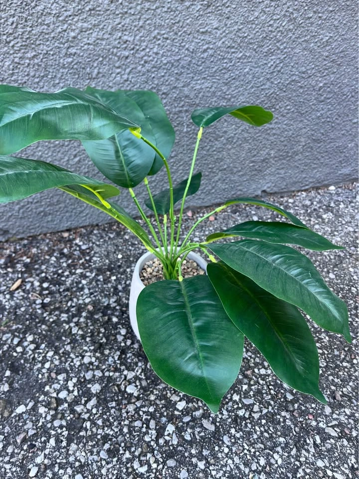 FAKE PLANT - photo 2
