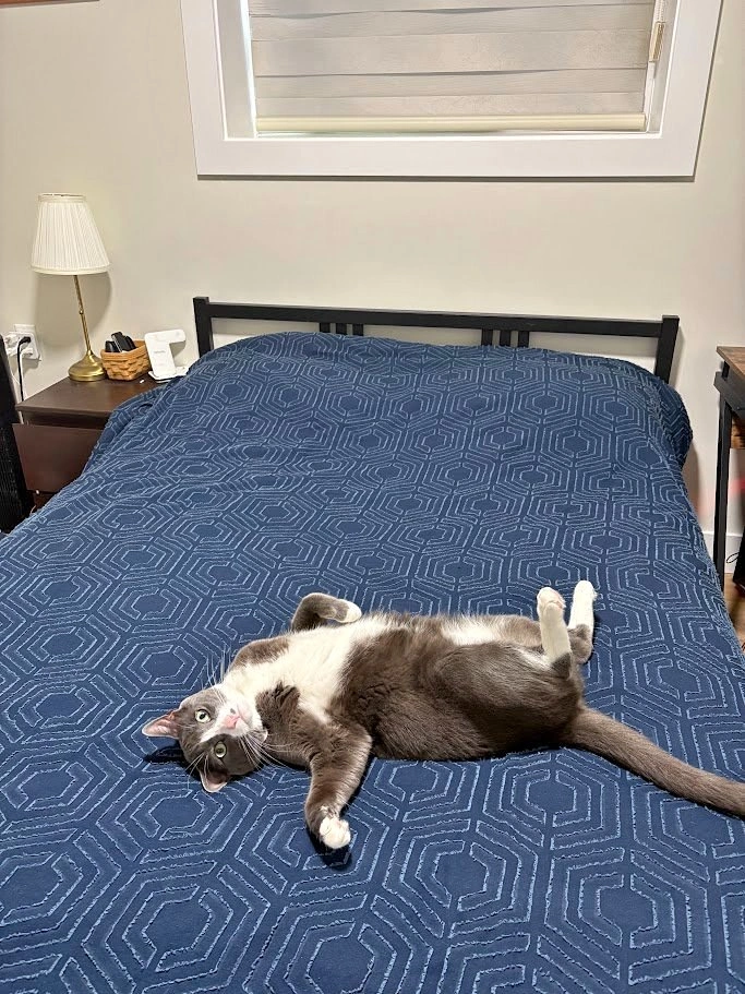Black Full Size Bedframe