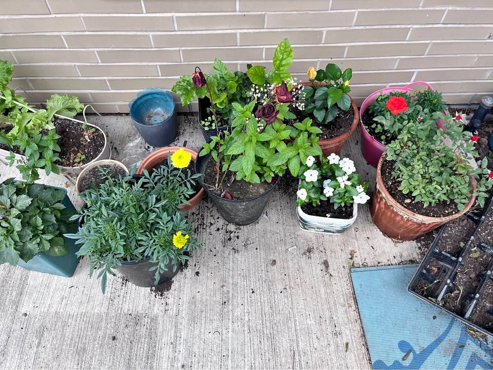 Outdoor Flowering plants 🌱 Healthy