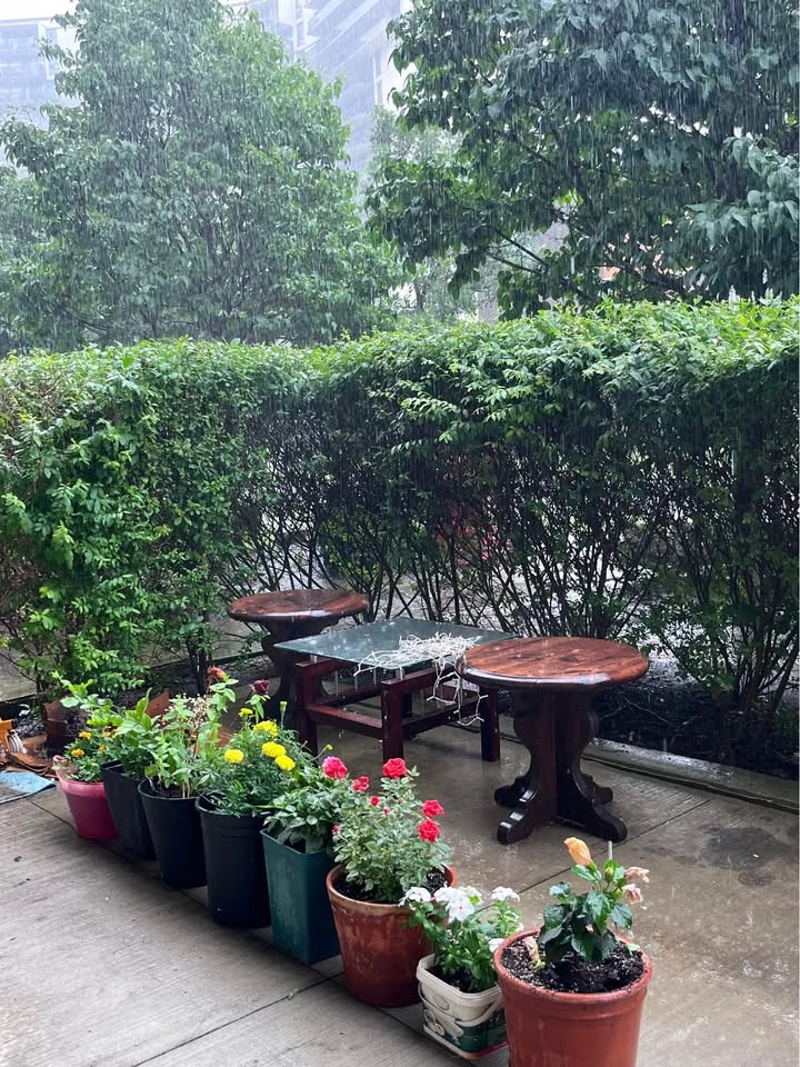 Outdoor Flowering plants 🌱 Healthy - photo 2