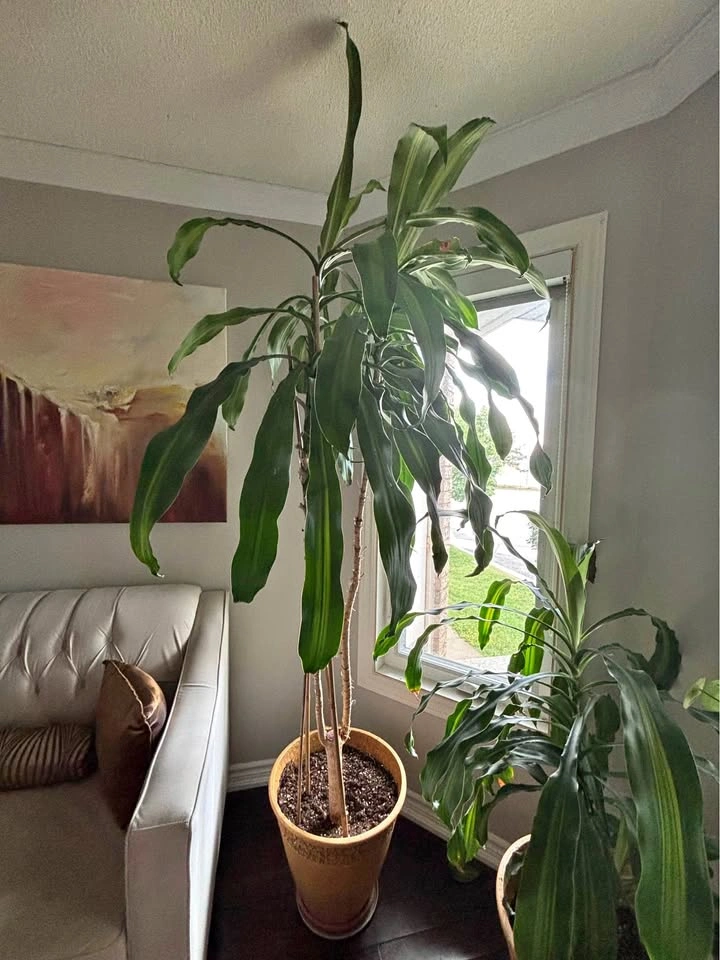 Large Dracaena Fragrans Corn Plant with Decorative Pot