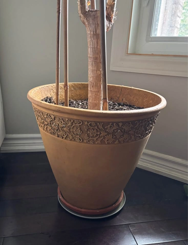 Large Dracaena Fragrans Corn Plant with Decorative Pot - photo 2
