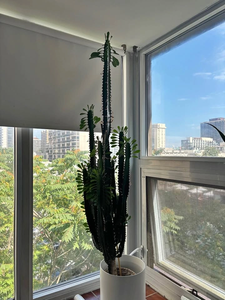 Tall cactus plant
