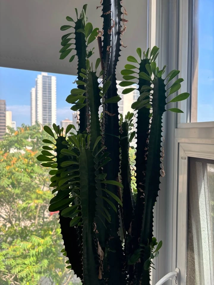 Tall cactus plant - photo 2