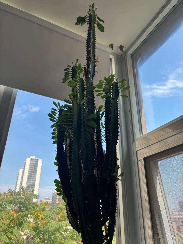 Tall cactus plant - photo 3