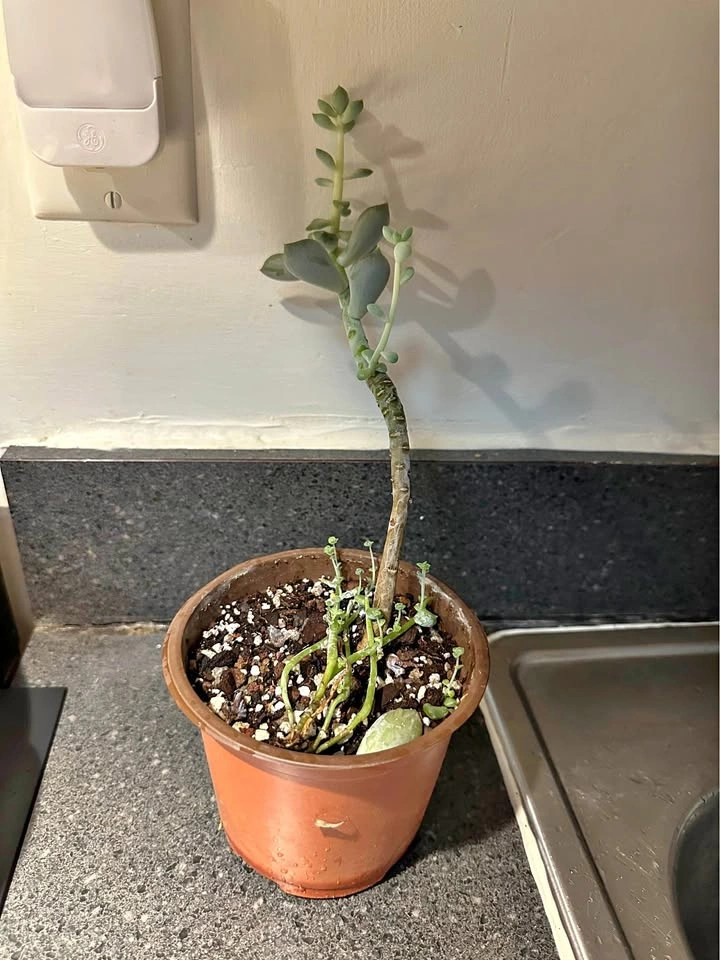 Succulent Plant