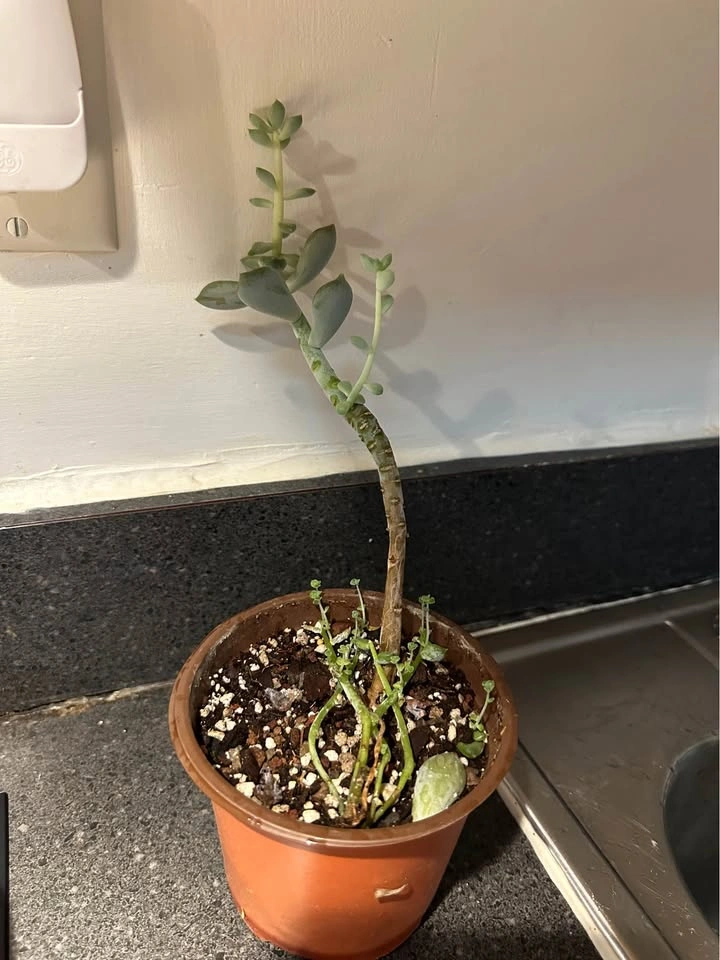 Succulent Plant - photo 2