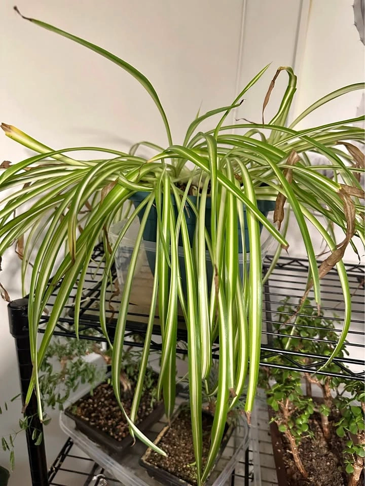 Variegated Spider Plant
