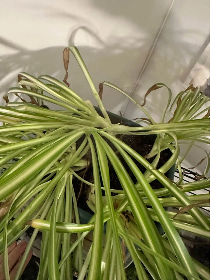 Variegated Spider Plant - photo 2