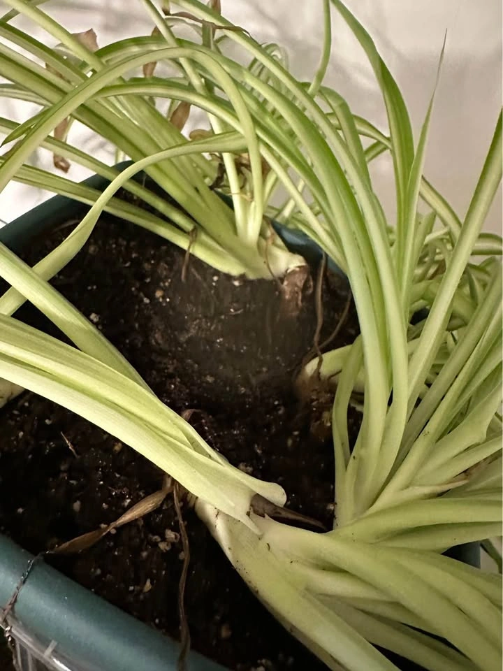 Variegated Spider Plant - photo 3