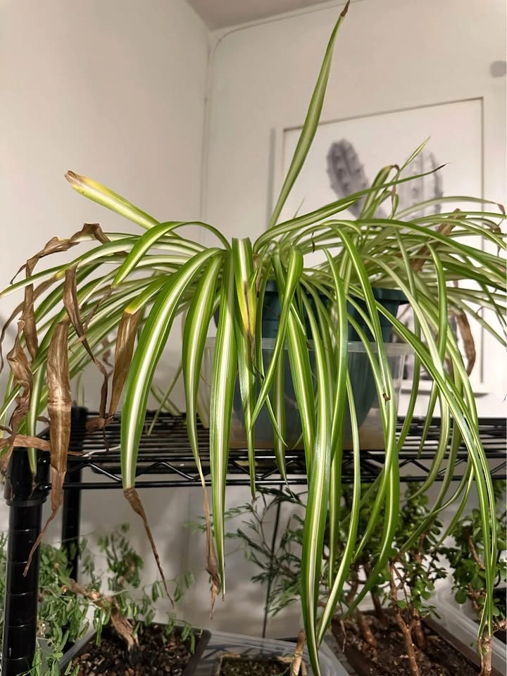 Variegated Spider Plant - photo 4