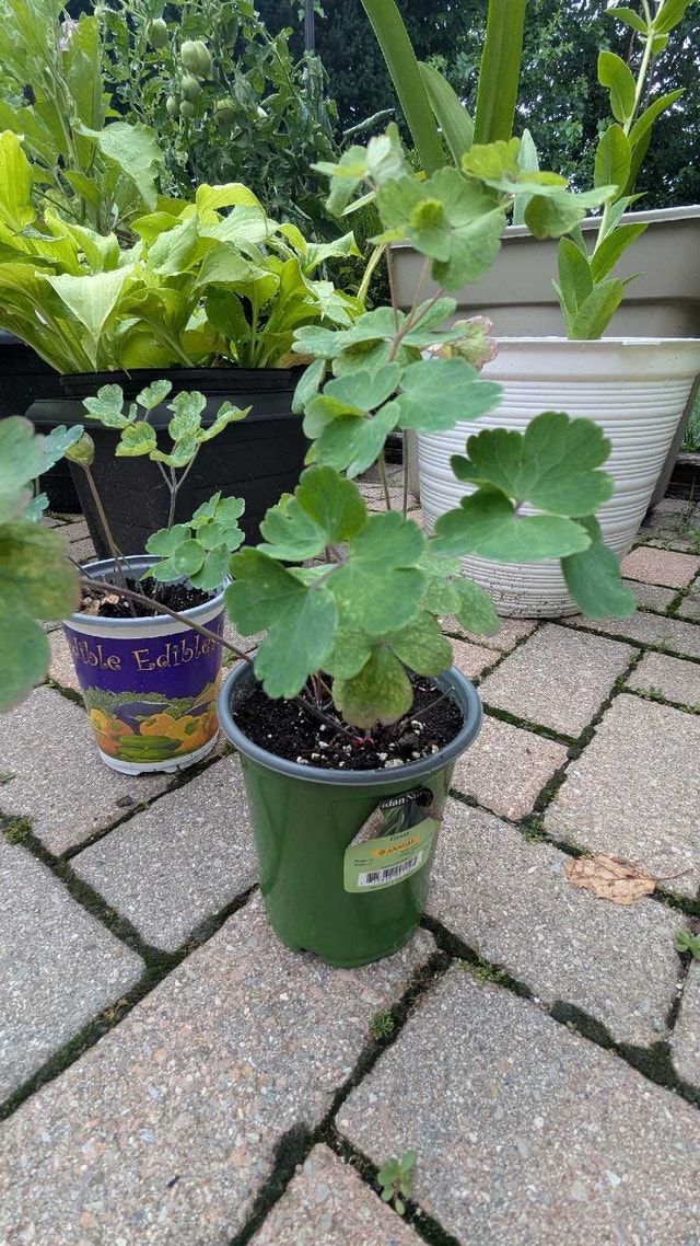 pink columbine perennial plants