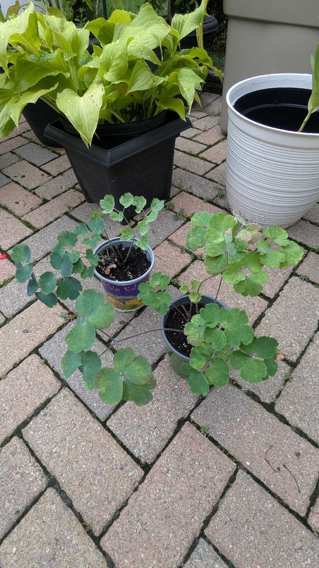 pink columbine perennial plants - photo 2