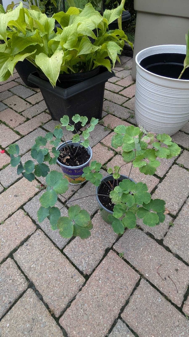 pink columbine perennial plants - photo 3