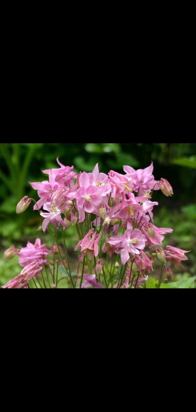 pink columbine perennial plants - photo 4