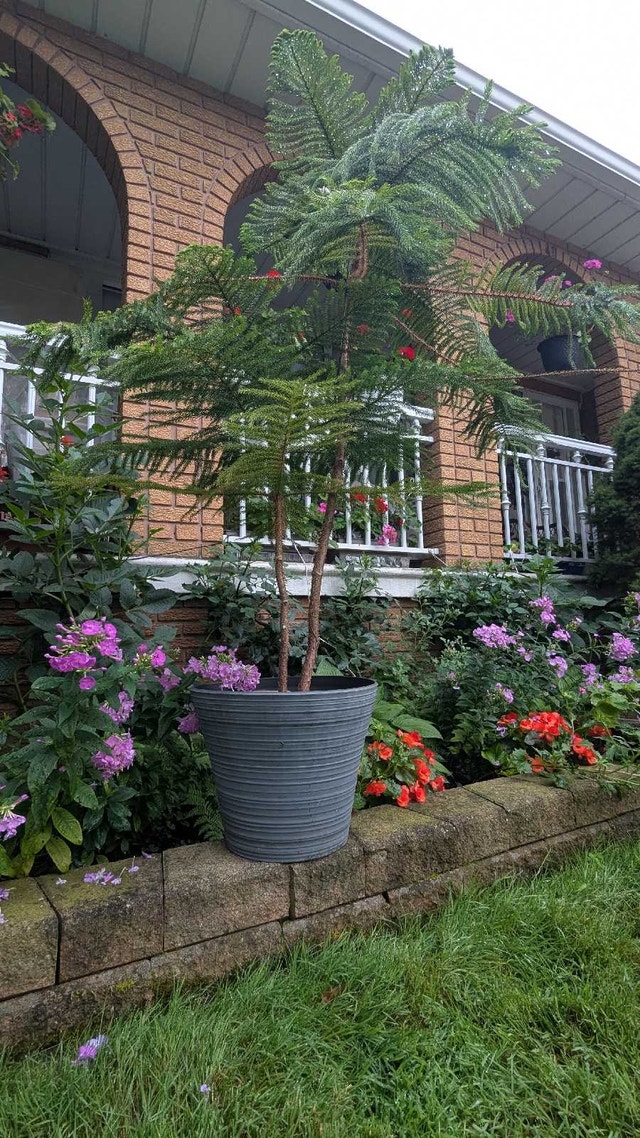 Norfolk pines indoor plants