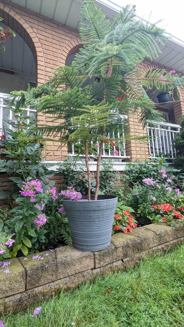 Norfolk pines indoor plants - photo 2