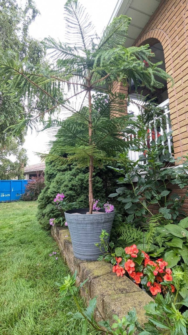Norfolk pines indoor plants - photo 3
