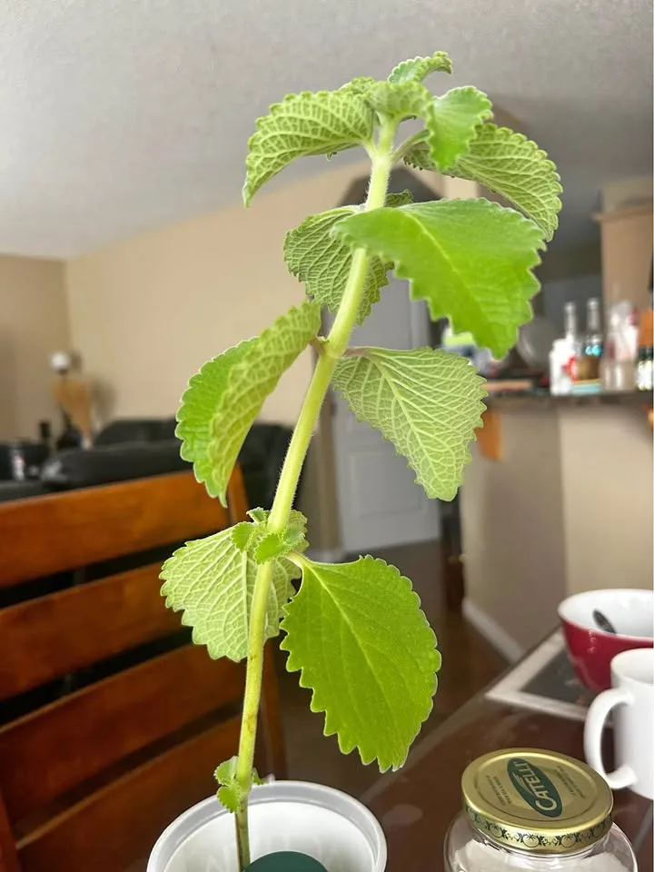 Rooted oregano branch