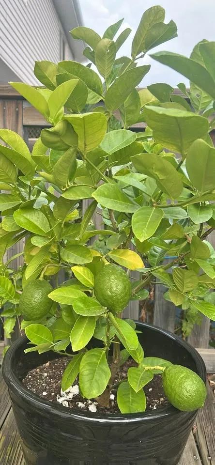 Lime tree