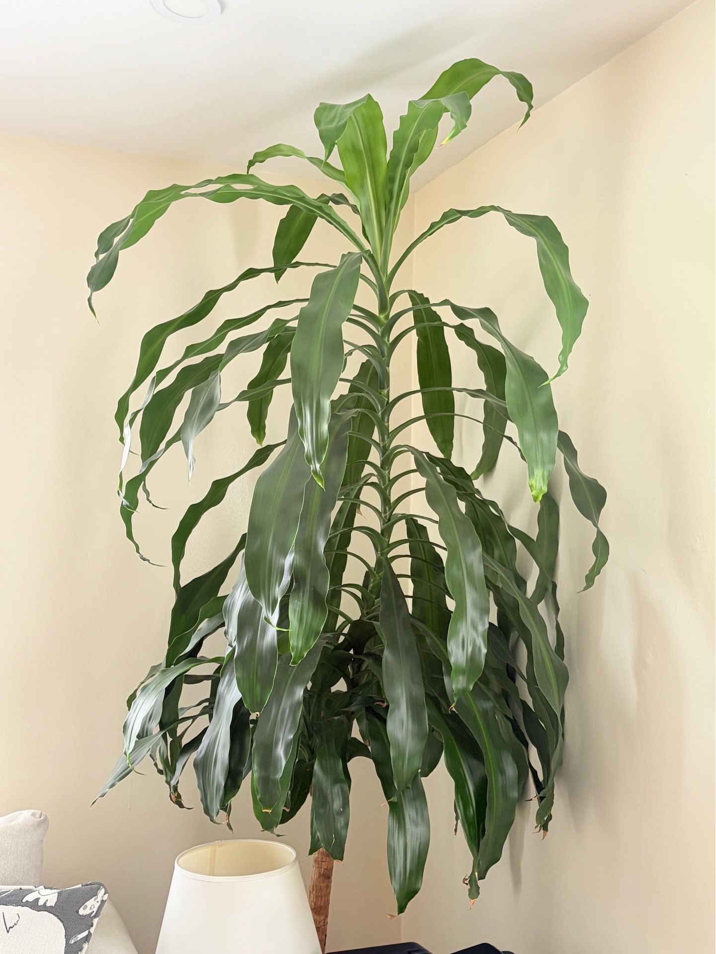 Large healthy Dracaena plant - almost 8 feet tall