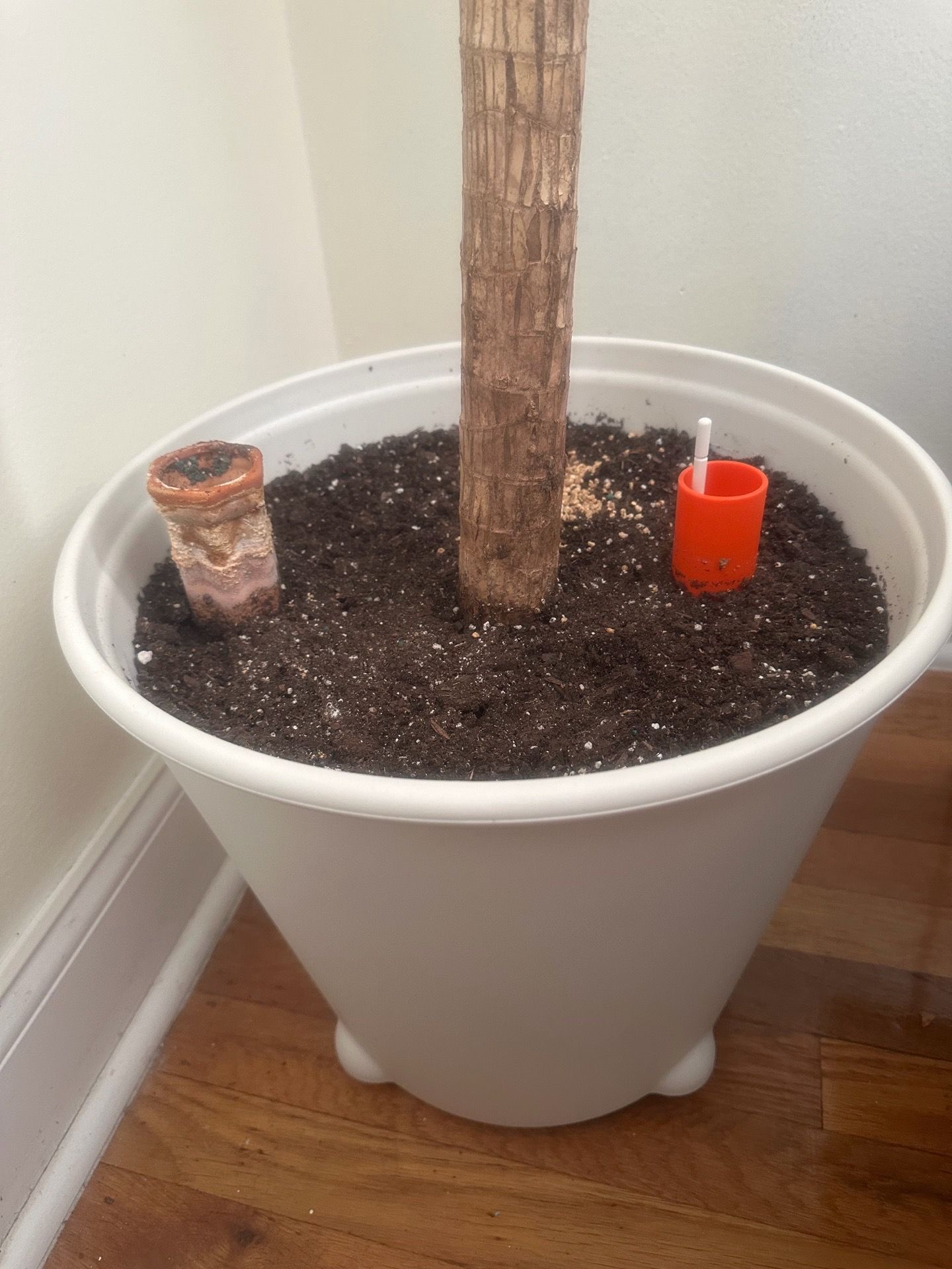 Large healthy Dracaena plant - almost 8 feet tall - photo 2