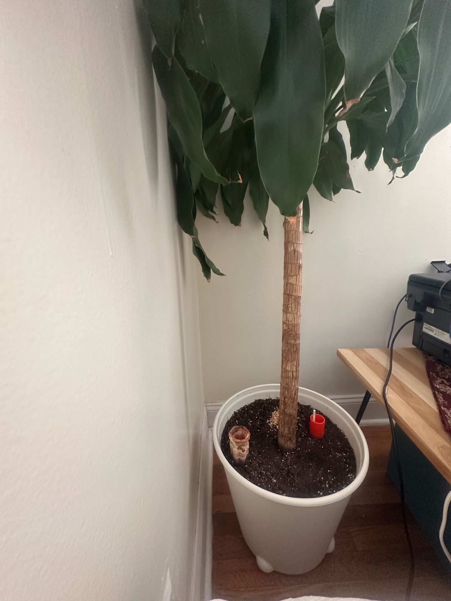 Large healthy Dracaena plant - almost 8 feet tall - photo 3