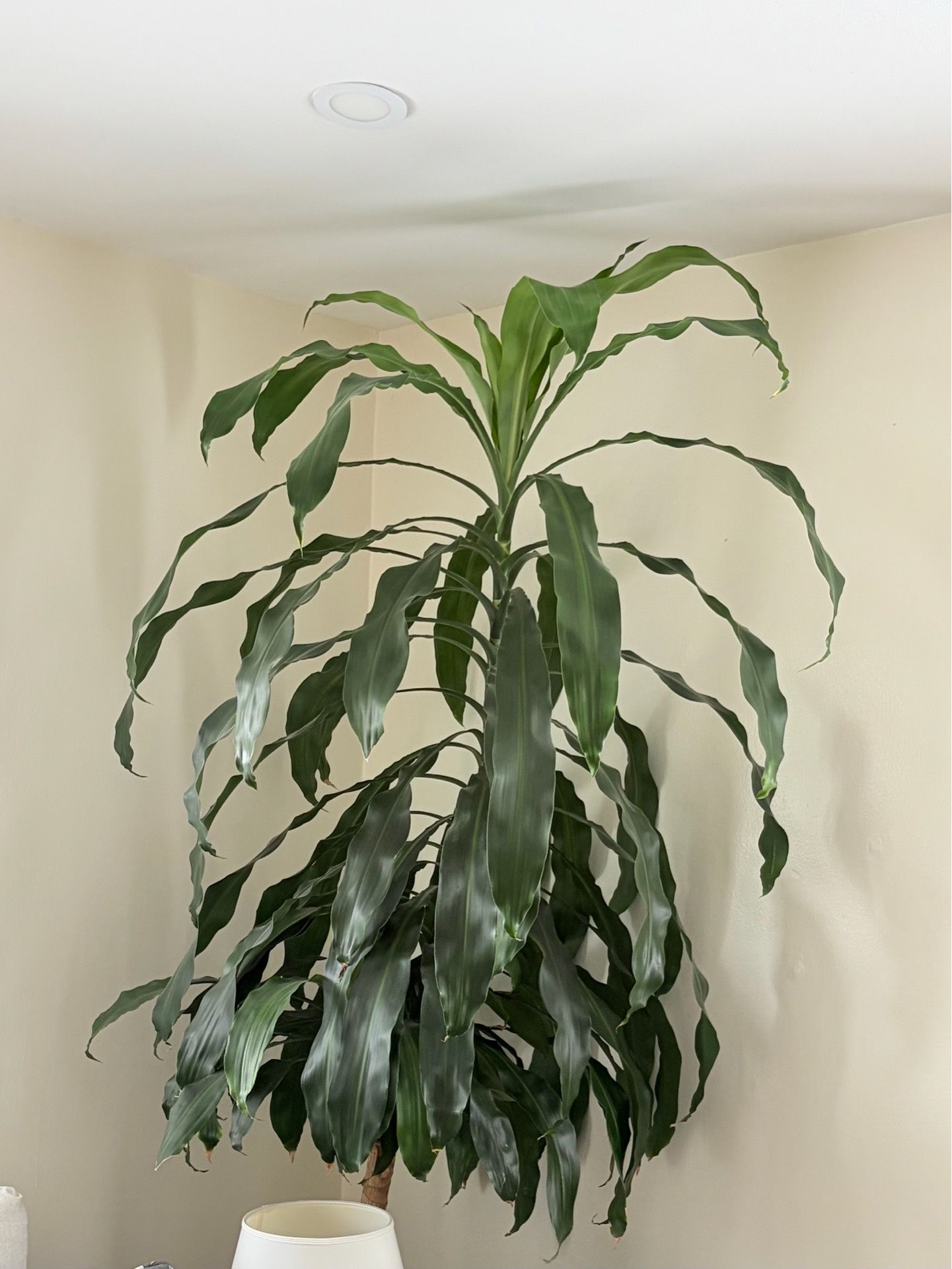 Large healthy Dracaena plant - almost 8 feet tall - photo 4