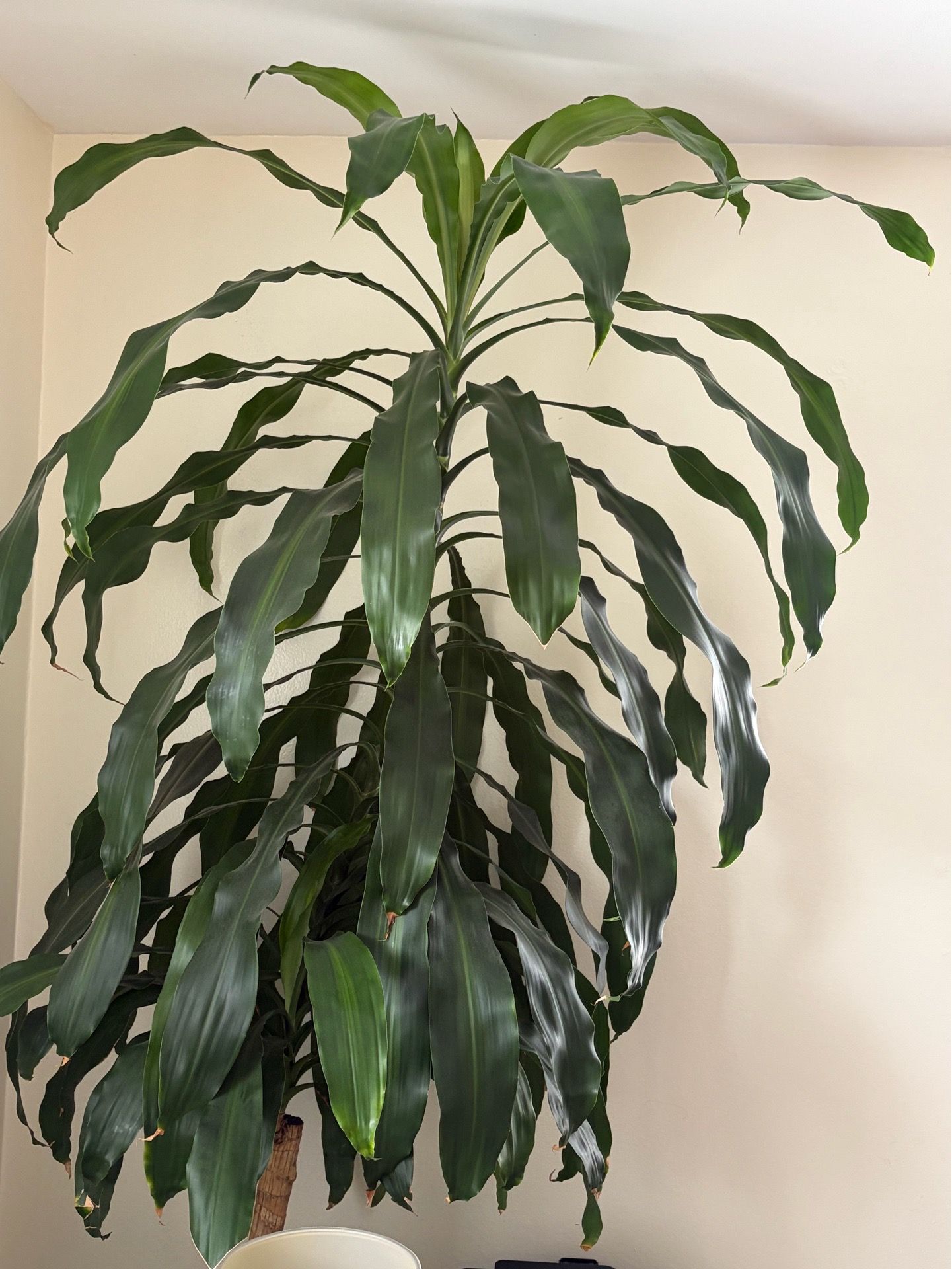 Large healthy Dracaena plant - almost 8 feet tall - photo 5