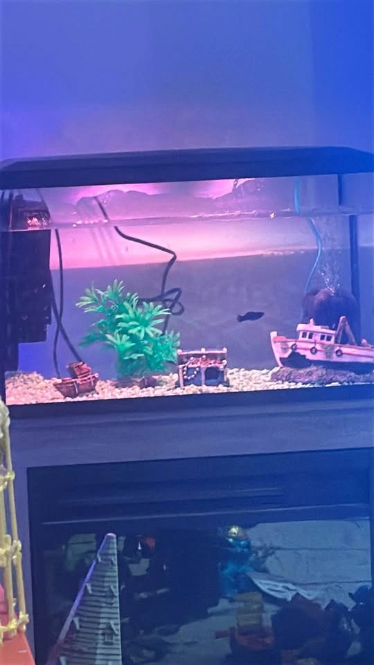 Blacklight LED 10gl Tank - photo 5