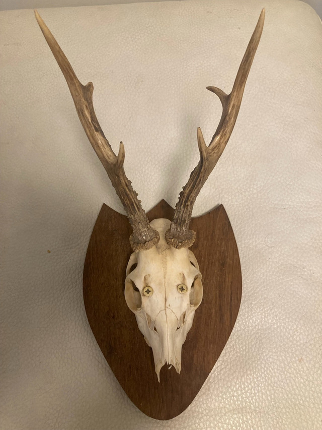 Deer Skull Wall Mount